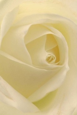This intimate portrait of a rose, so often seen gracing the elegant mantelpieces of Bloomsbury townhouses, reveals a story within each swirling fold of creamy-white petals. The centre draws the gaze inward with a harmonious spiral, every layer velvet-soft and almost ethereal under diffused, natural light. Gentle undertones of pale lemon and soft cream glow within the gentle illumination, reminiscent of early morning sunbeams filtering through tree-lined avenues near Tavistock Square. The envelope of the rose is serene and timeless-evoking comfort, understated luxury, and the quiet anticipation of a significant occasion. Whether marking the memory of a loved one, celebrating years together, or sending a note of gratitude, Flowers Bloomsbury's florists channel artistic care into every petal's arrangement. Subtle shadows amplify the bloom's depth while the creamy tones evoke both calm and heartfelt sentiment. This rose tells a thousand stories without words, each detail crafted with sensitivity to the unique character and traditions of Bloomsbury life. Close your eyes and you might imagine a faint, sweet fragrance-a gentle promise of comfort and warmth, delivered with local expertise to homes and corners throughout the area.